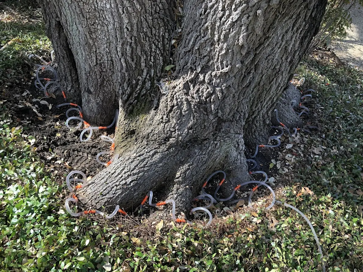 Detailed Tree Cabling and Bracing job site in Travelers Rest