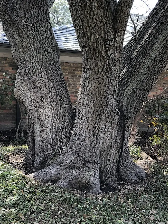 Mature heritage tree close to a Travelers Rest property cared for by certified arborists